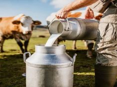 farm cow milk